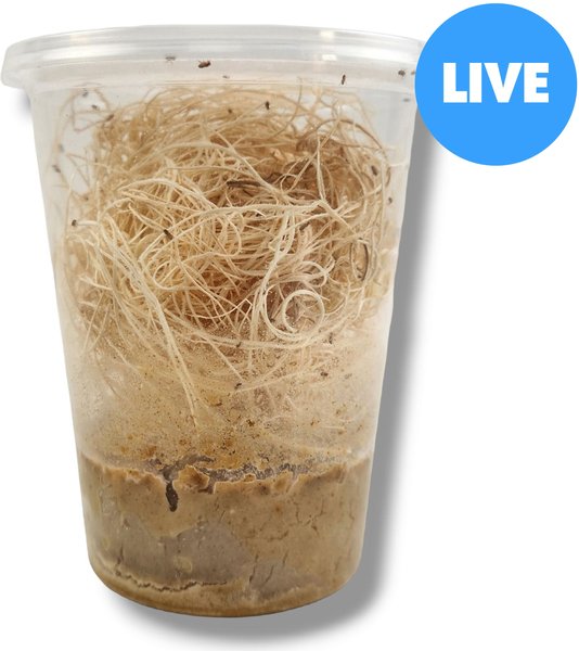 JOSH'S FROGS Freshly Started Wingless Drosophila Melanogaster Fruit Fly