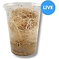Josh's Frogs Freshly Started Wingless Drosophila Melanogaster Fruit Fly Culture Live Feed Reptile Food