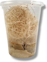 Josh's Frogs Freshly Started Wingless Drosophila Melanogaster Fruit Fly Culture Live Feed Reptile Food slide 2 of 8