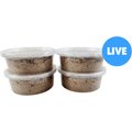 Josh's Frogs Giant Mealworms Live Feed Reptile Food, 1000