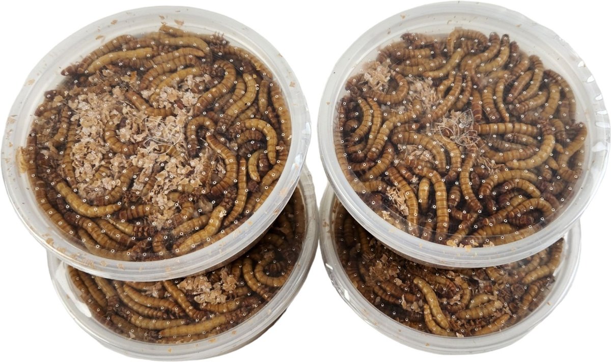 JOSH'S FROGS Giant Mealworms Live Feed Reptile Food, 1000 count