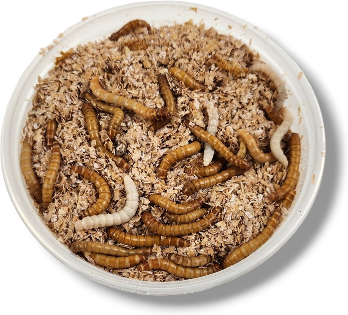 JOSH'S FROGS Giant Mealworms Live Feed Reptile Food, 50 count