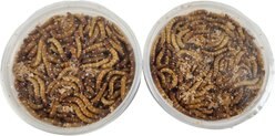 Josh's Frogs Giant Mealworms Live Feed Reptile Food, 500 slide 2 of 8