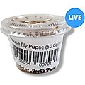 Josh's Frogs House Fly Pupae Live Feed Reptile Food, 50