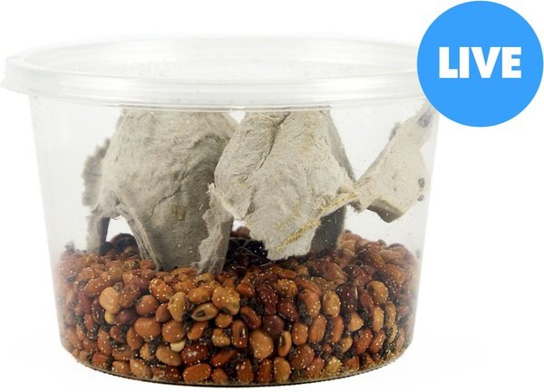 Josh's Frogs Bean Beetle Culture Live Feed Reptile Food, 16-oz tub