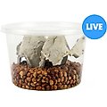 Josh's Frogs Bean Beetle Culture Live Feed Reptile Food, 16-oz tub