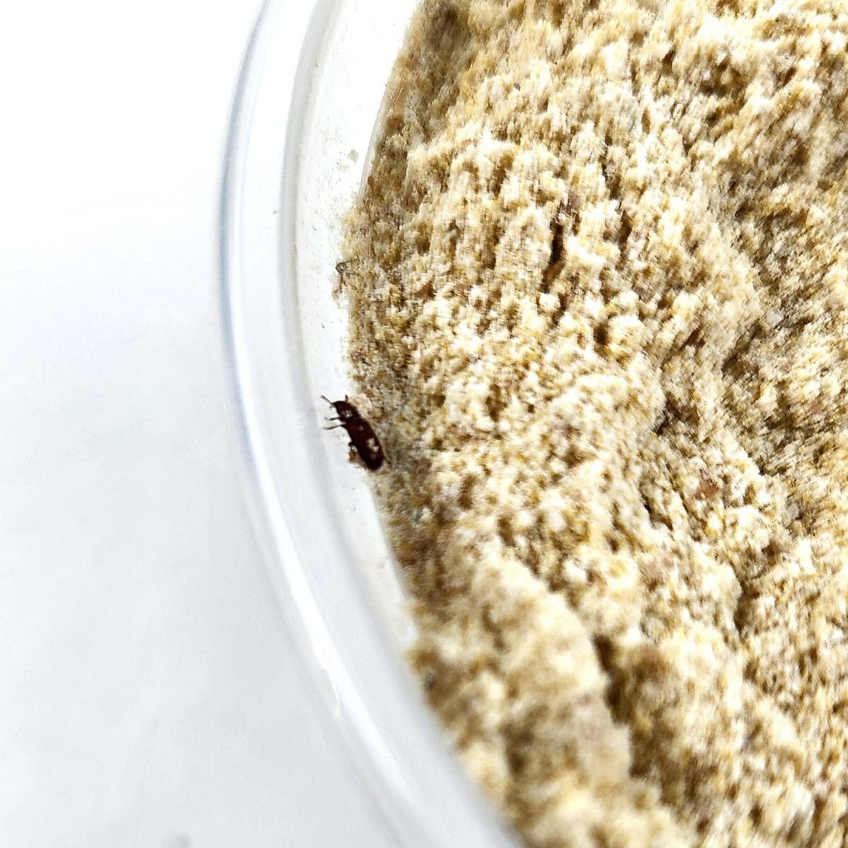 JOSH'S FROGS Rice Flour Beetle Culture Live Feed Reptile Food, 16oz