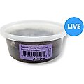 Josh's Frogs Porcellio Laevis 'Dairy Cow' Isopods Live Feed Reptile Food, 10 count