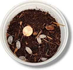 Josh's Frogs Porcellio Laevis 'Dairy Cow' Isopods Live Feed Reptile Food, 10 count slide 2 of 9