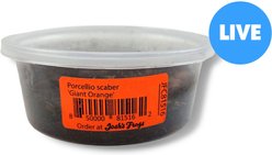 Josh's Frogs Porcellio Scaber 'Orange' Isopods Live Feed Reptile Food, 10 count