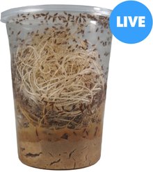 Josh's Frogs Producing Flightless Golden Hydei Fruit Fly Culture Live Feed Reptile Food