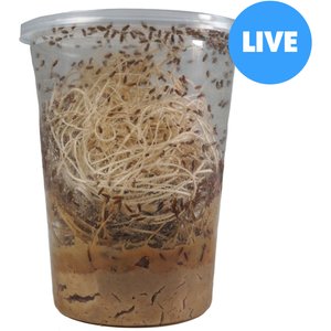 Josh's Frogs Producing Flightless Golden Hydei Fruit Fly Culture Live Feed Reptile Food