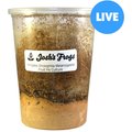 Josh's Frogs Producing Wingless Drosophila Melanogaster Fruit Fly Culture Live Feed Reptile Food