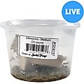 Josh's Frogs Silkworms Live Feed Reptile Food, Medium, 25 count