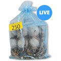 Josh's Frogs Superworms Live Feed Reptile Food, 250