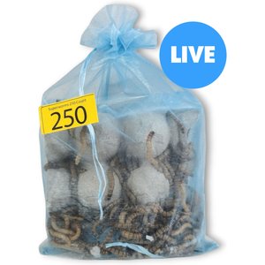 Josh's Frogs Superworms Live Feed Reptile Food, 250 count