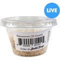 Josh's Frogs Waxworms Live Feed Reptile Food, 25