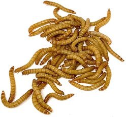 SURMEN LEGACY Gutloaded Mealworms Live Feed Reptile Food, 3/4 to 1-in, 1,000 count