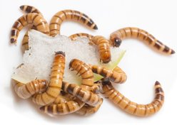 SURMEN LEGACY Gutloaded Superworms Live Feed Reptile Food, 1.5 to 2-in, 100 count