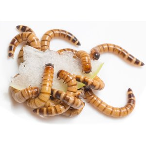 ABDRAGONS Live Superworms Reptile, Bird, Fish & Small Pet Food, Medium, 100  