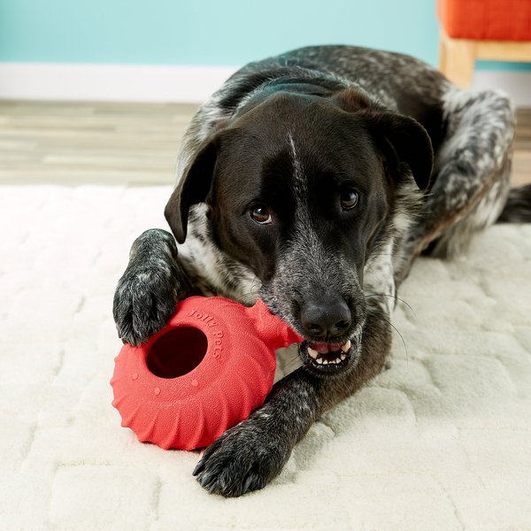 Jolly Pets Treader Met Traktatieopening Jolly Pets Jolly Tuff Teeter – Beloningsspeelgoed – Reinigt Het Gebit Reinigende Kauwringen