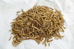 Happy Hen Treats Mealworm Frenzy Poultry Treats, 10-oz bag slide 2 of 5