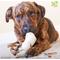 Show in main carousel: The Treat Shack 4 to 5-in Knotted Bones Rawhide Dog Treats, 30 count slide 7 of 10