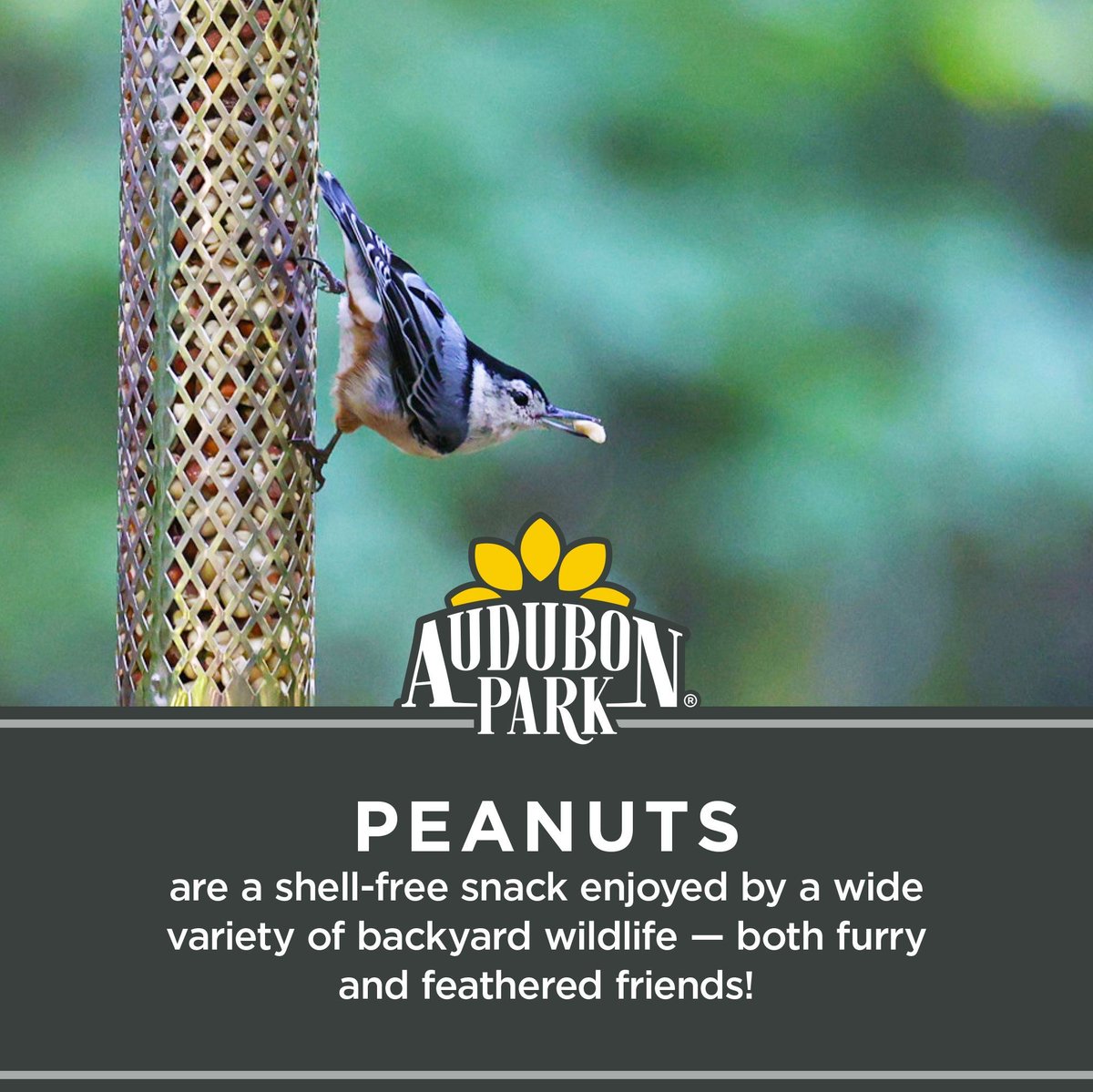 Audubon Park Raw Peanuts Seed Wild Bird Food, 3-lb bag