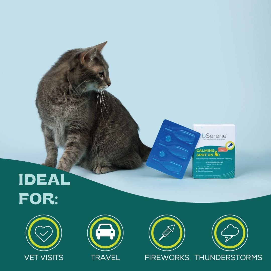 Calming solutions 2024 for cats