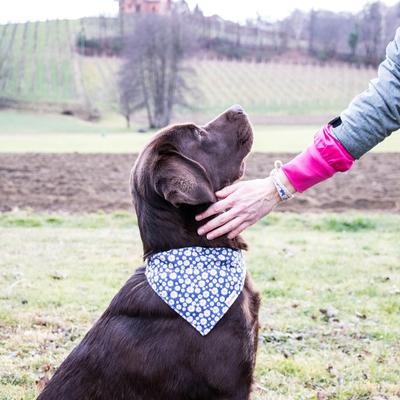 Show full view: Pettsie Dog Collar Daisy & Bandana, Dark Blue, X-Small slide 7 of 10
