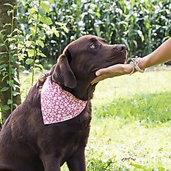 Pettsie Dog Collar Daisy & Bandana, Pink, Small slide 2 of 8