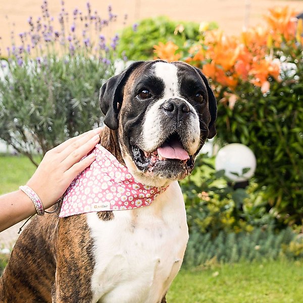 Pettsie Dog Collar Daisy & Bandana
