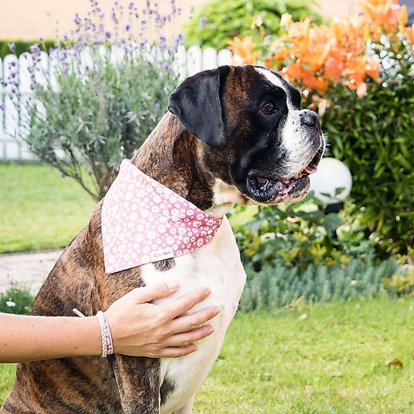 Pettsie Dog Collar Daisy & Bandana