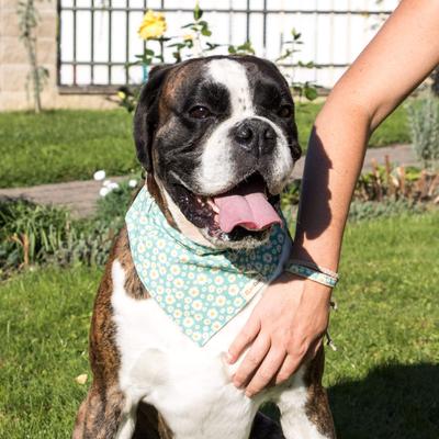 Show full view: Pettsie Dog Collar Daisy & Bandana, Green, Large slide 3 of 10