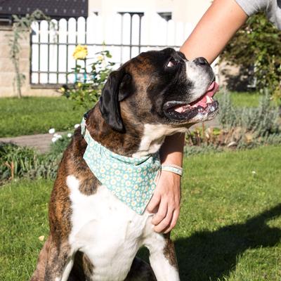 Show full view: Pettsie Dog Collar Daisy & Bandana, Green, Large slide 7 of 10