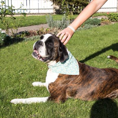 Show full view: Pettsie Dog Collar Daisy & Bandana, Green, Large slide 9 of 10