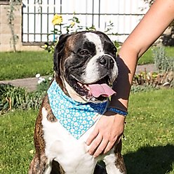 Pettsie Dog Collar Daisy & Bandana, Turquoise, Small slide 2 of 6