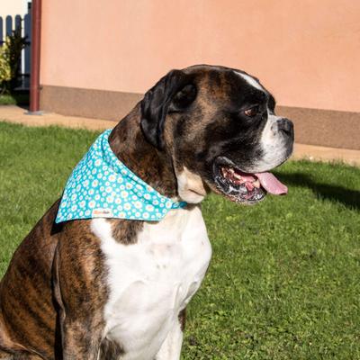 Show full view: Pettsie Dog Collar Daisy & Bandana, Turquoise, Small slide 5 of 8