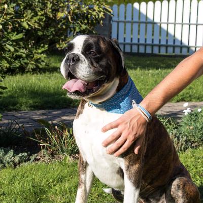 Show full view: Pettsie Dog Collar Daisy & Bandana, Blue, Large slide 2 of 9