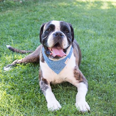 Show full view: Pettsie Dog Collar Daisy & Bandana, Blue, Large slide 6 of 9