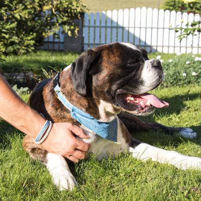 Show full view: Pettsie Dog Collar Daisy & Bandana, Blue, Large slide 8 of 9