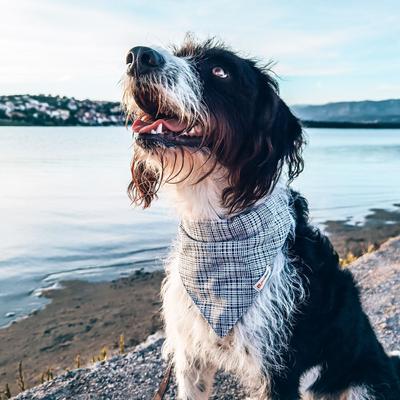 Show full view: Pettsie Dog Collar & Bandana, Blue, Small: 15.5-in neck, 3/5-in wide slide 4 of 10