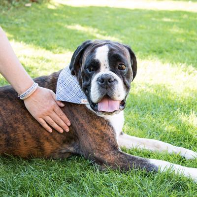 Show full view: Pettsie Dog Collar & Bandana, Blue, Small: 15.5-in neck, 3/5-in wide slide 6 of 10