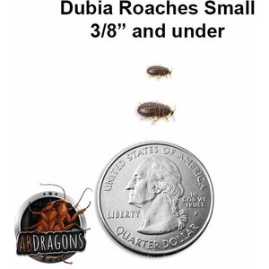 ABDragons Live Dubia Roaches Reptile, Bird, Fish & Small Pet Food, Small, 400 count