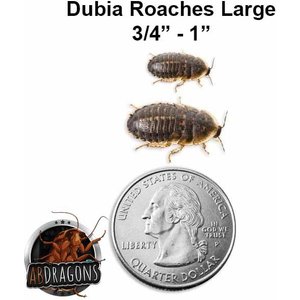 ABDragons Live Dubia Roaches Reptile, Bird, Fish & Small Pet Food, Large, 25 count