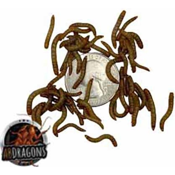 EXOTIC NUTRITION Live Mealworms Reptile Food, Medium, 500 count