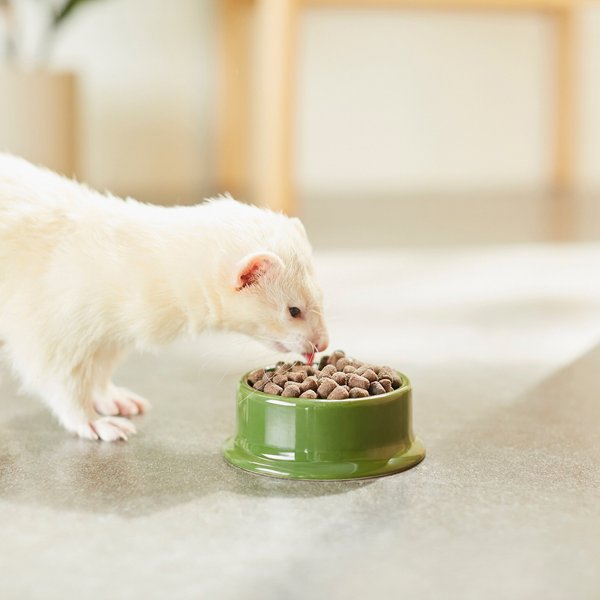 Can rubberband ferrets eat purina cat food