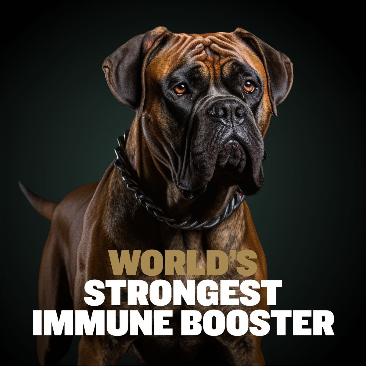 Bully Max 3-in-1 Muscle Gain Liquid Supplement for Dogs