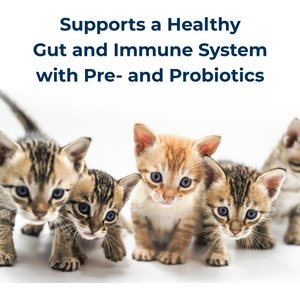 PetAg KMR Powder Milk Supplement for Kittens, 12-oz can