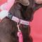 Show in main carousel: Sassy Woof Malibu Dog Collar, Pink, Small: 9.5 to 13-in neck, .60-in wide slide 4 of 5